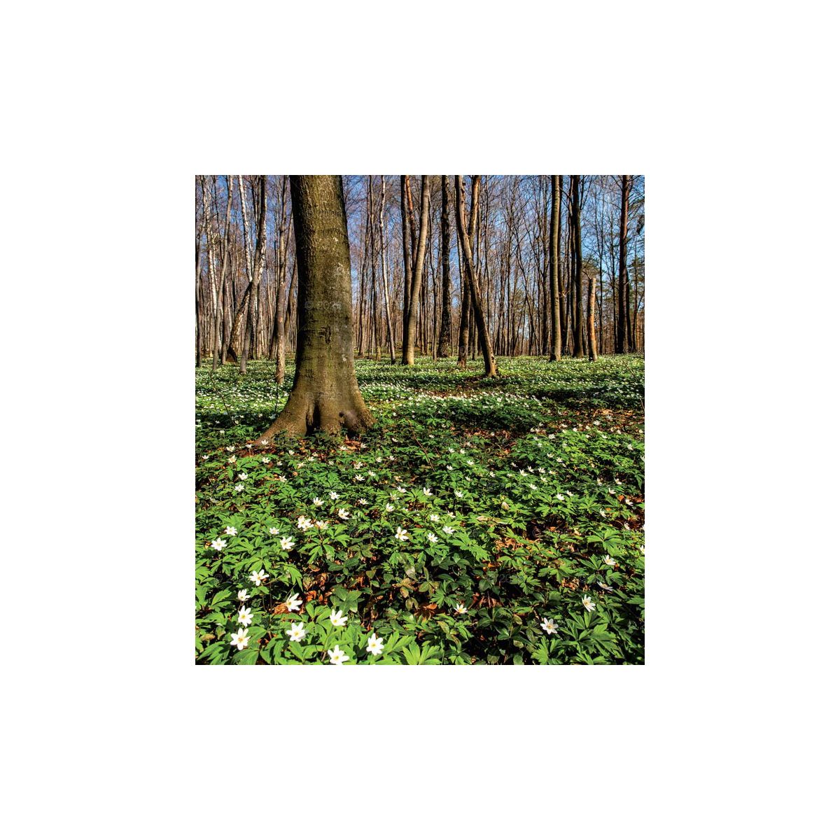 Kalendarz ścienny (401000) k:2915-377 MAGICZNA POLSKA 13-planszowe 2024 320mm x 470mm Lucrum (RW02)