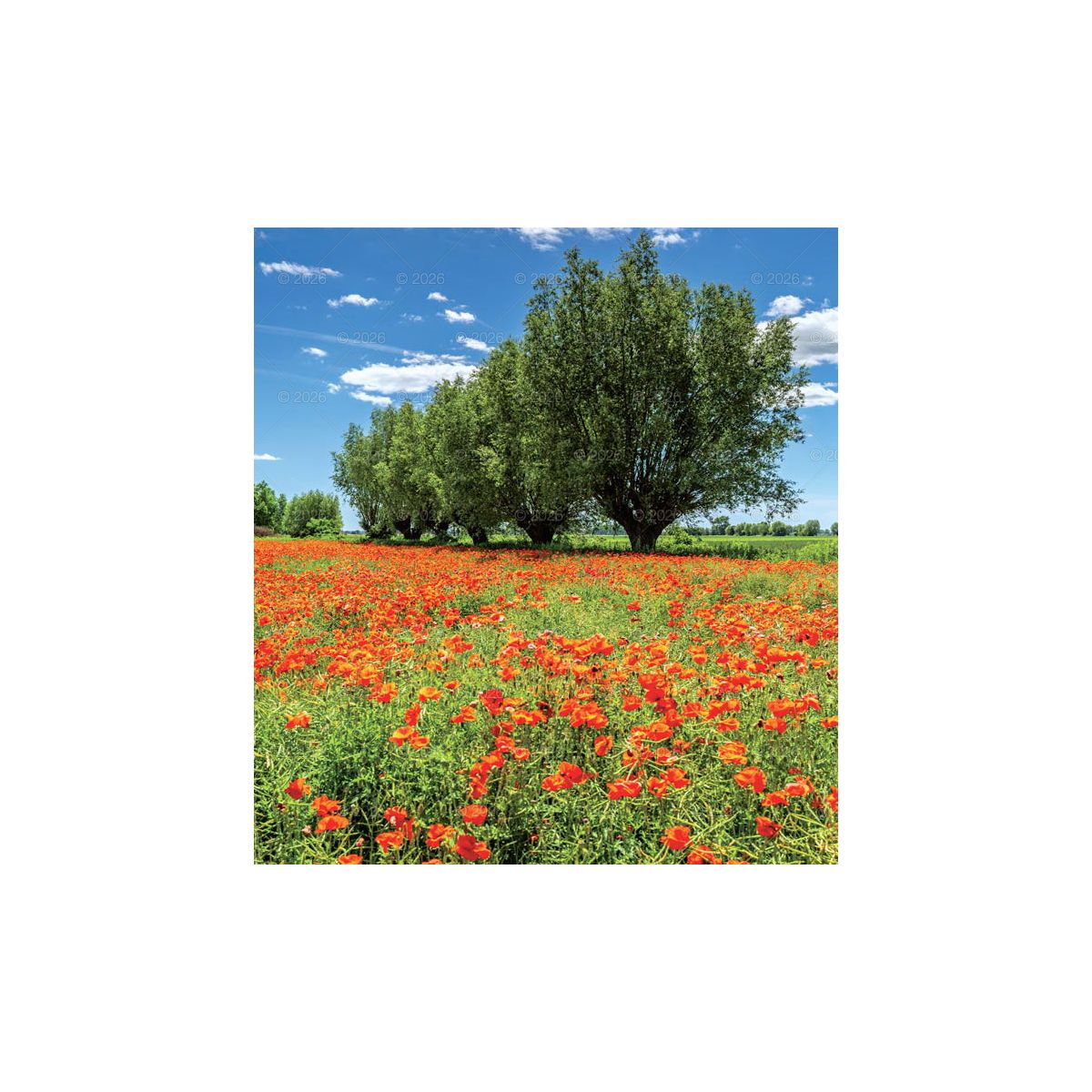 Kalendarz ścienny (401000) k:2915-377 MAGICZNA POLSKA 13-planszowe 2024 320mm x 470mm Lucrum (RW02)