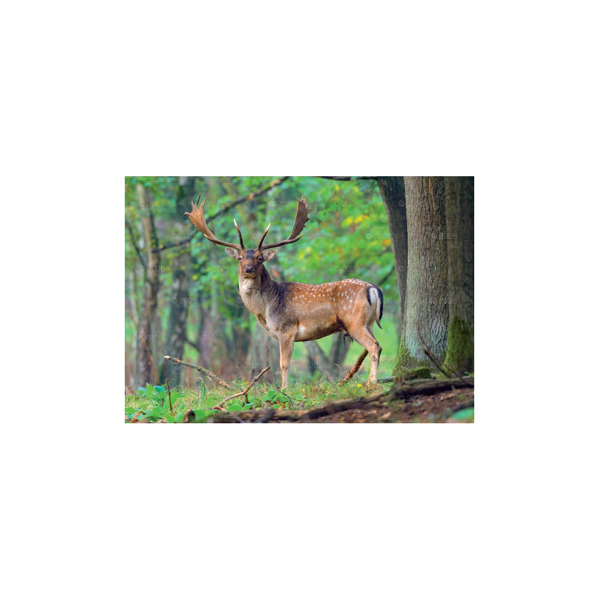 Kalendarz ścienny LEŚNI PRZYJACIELE rodzinny 2026 280mm x 400mm Lucrum (WL07)