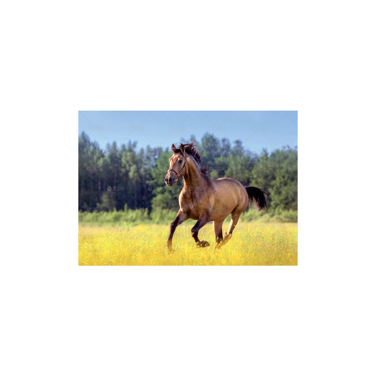 Kalendarz ścienny (401000) k:2915-377 konie w plenerze rodzinny 280mm x 200mm Lucrum (WL10)