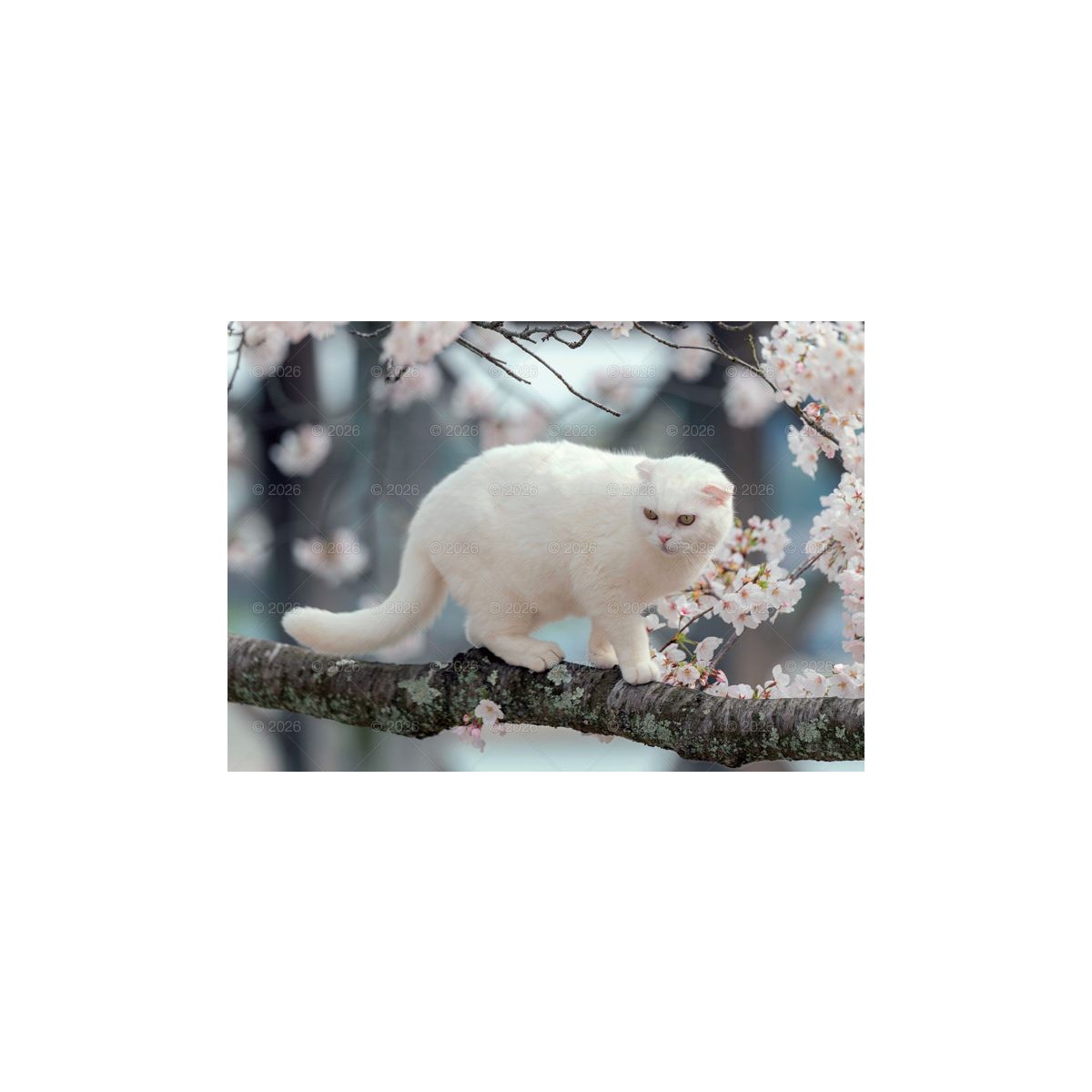Kalendarz ścienny koty i kotki rodzinny 280mm x 200mm Lucrum (WL09)
