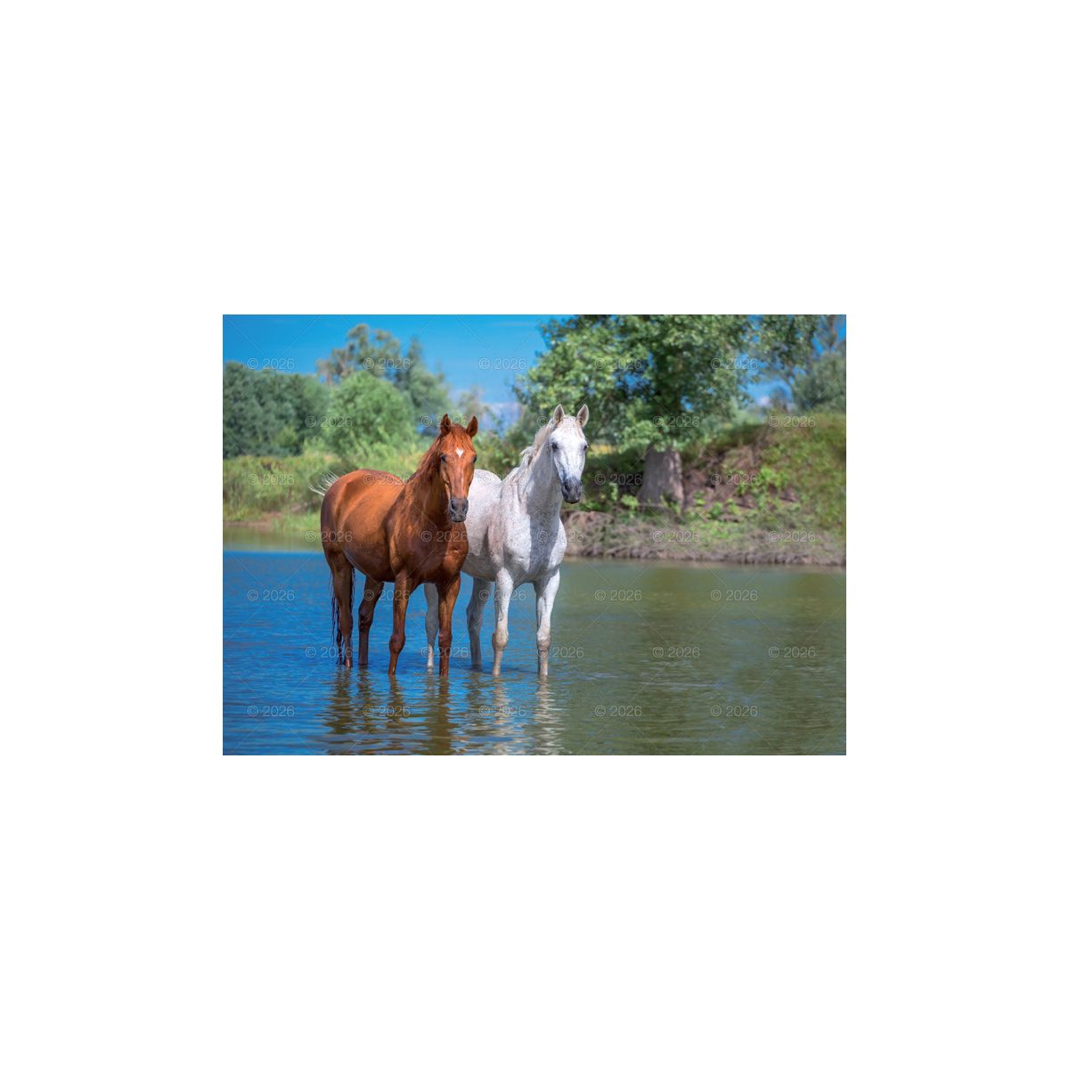 Kalendarz ścienny (401000) k:2915-377 konie w plenerze rodzinny 280mm x 200mm Lucrum (WL10)