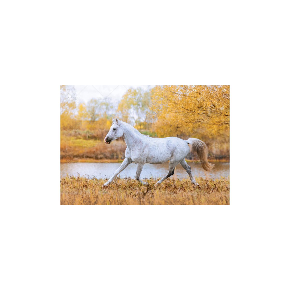 Kalendarz ścienny (401000) k:2915-377 konie w plenerze rodzinny 280mm x 200mm Lucrum (WL10)