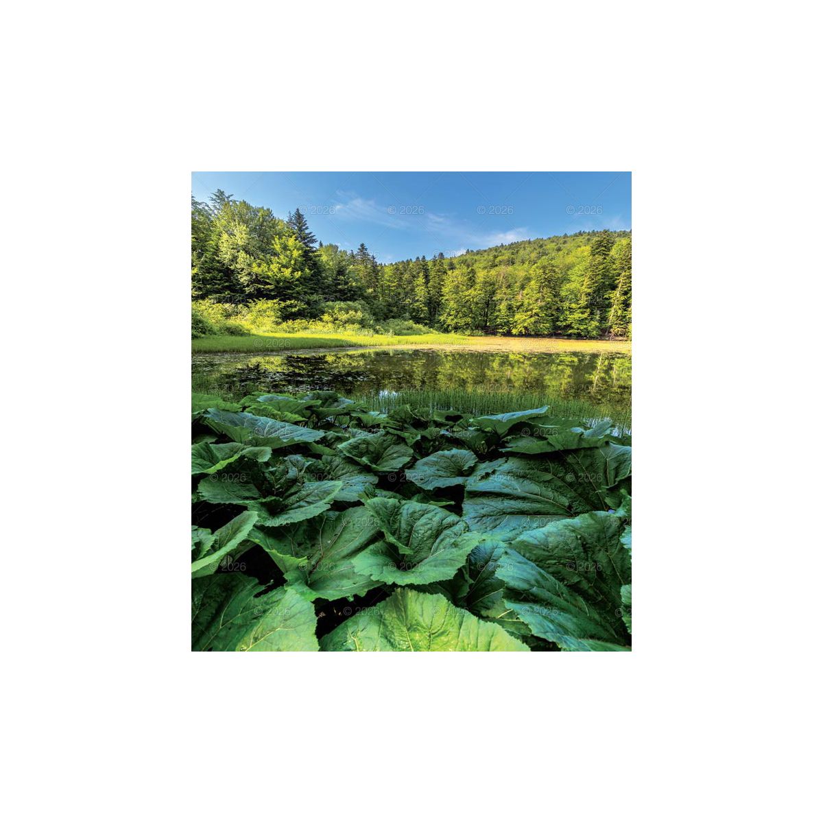 Kalendarz ścienny (401000) k:2915-377 MAGICZNA POLSKA 13-planszowe 2024 320mm x 470mm Lucrum (RW02)