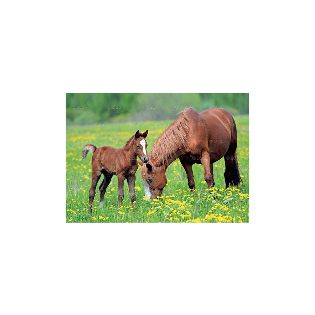 Kalendarz ścienny (401000) k:2915-377 konie w plenerze rodzinny 280mm x 200mm Lucrum (WL10)