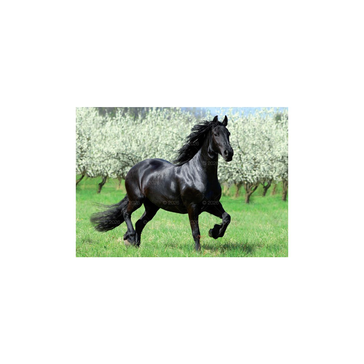Kalendarz ścienny (401000) k:2915-377 konie w plenerze rodzinny 280mm x 200mm Lucrum (WL10)