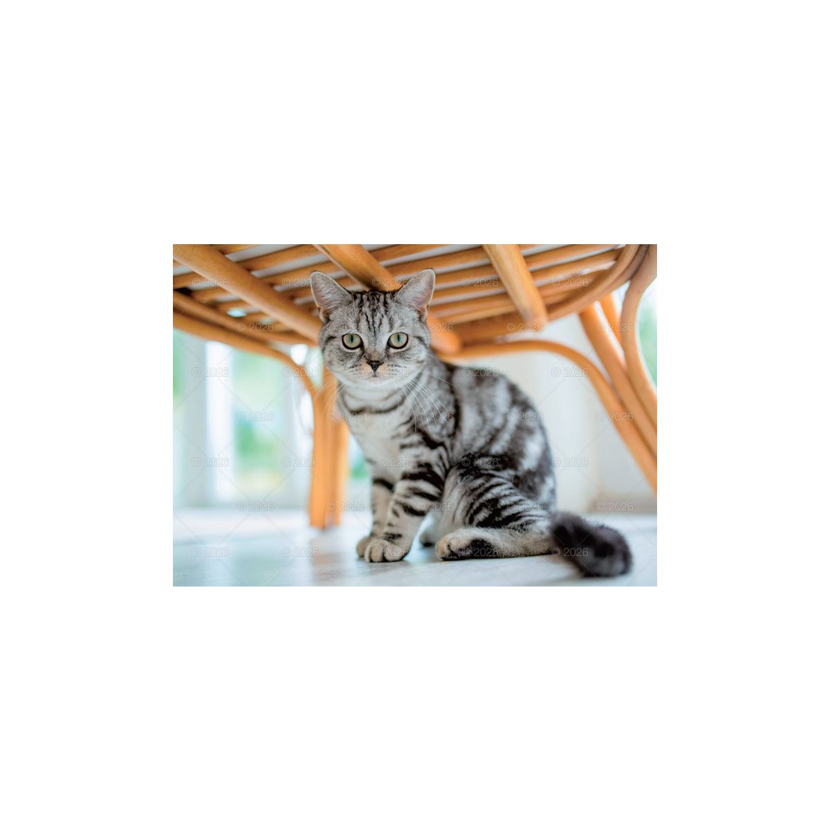 Kalendarz ścienny koty i kotki rodzinny 280mm x 200mm Lucrum (WL09)