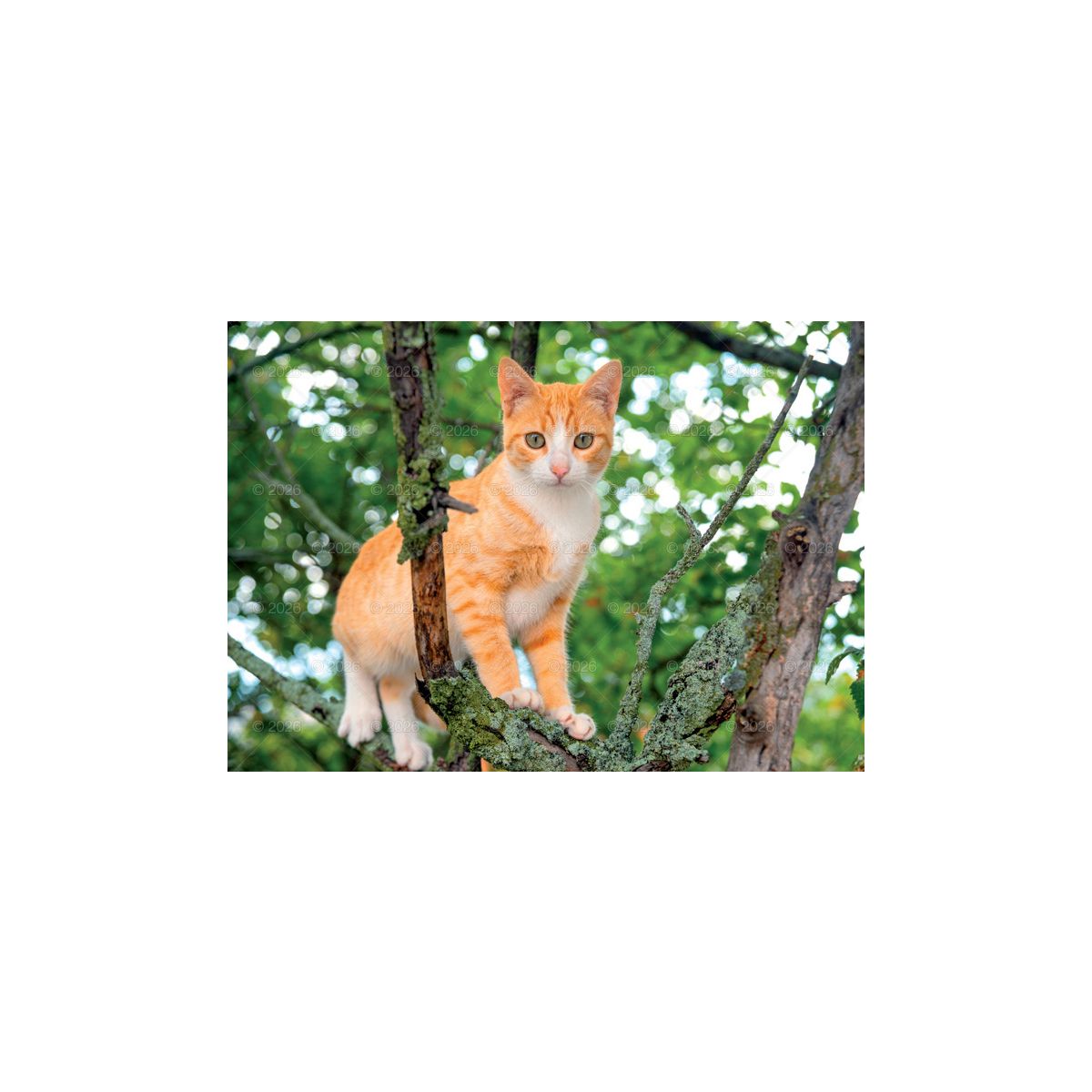 Kalendarz ścienny koty i kotki rodzinny 280mm x 200mm Lucrum (WL09)