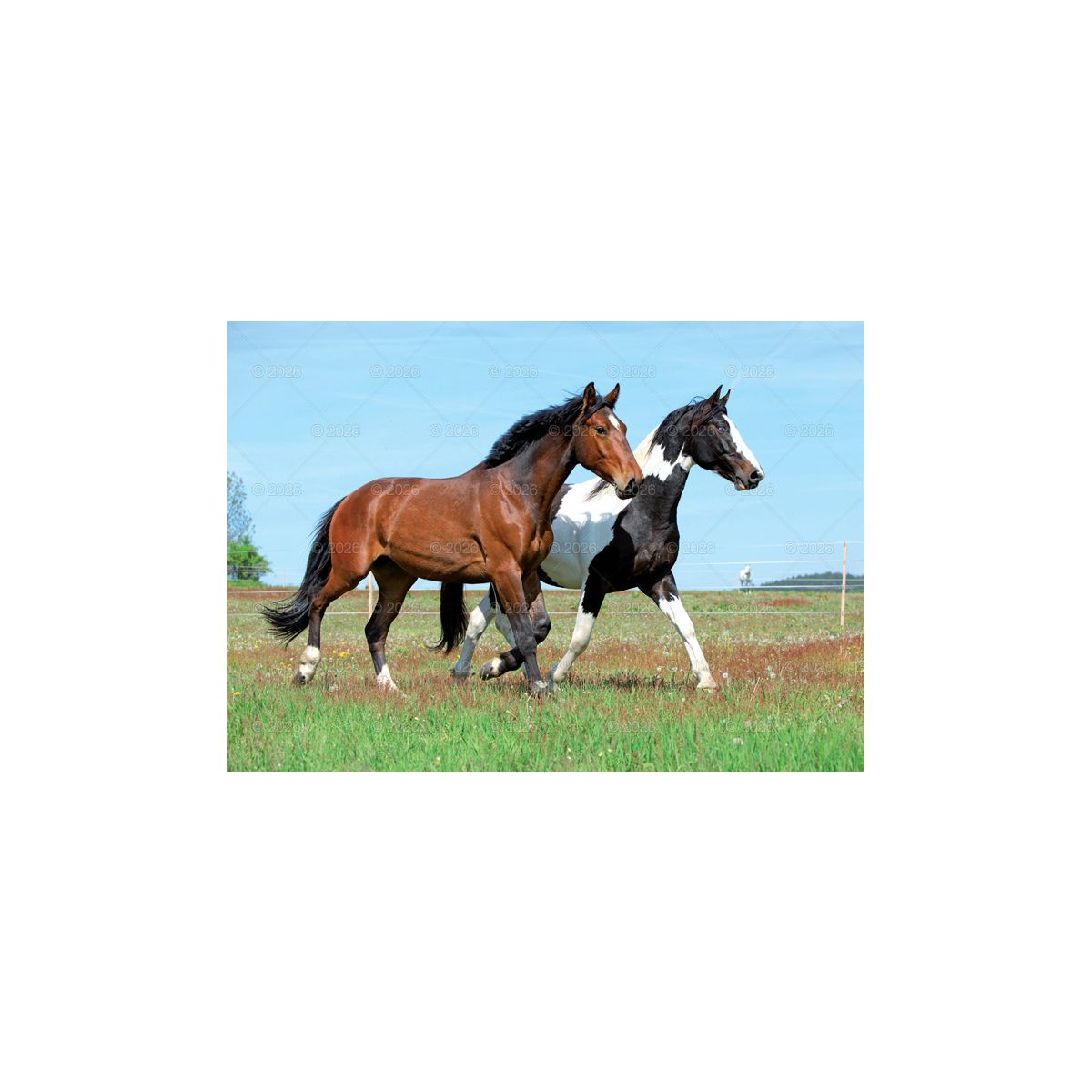 Kalendarz ścienny (401000) k:2915-377 konie w plenerze rodzinny 280mm x 200mm Lucrum (WL10)