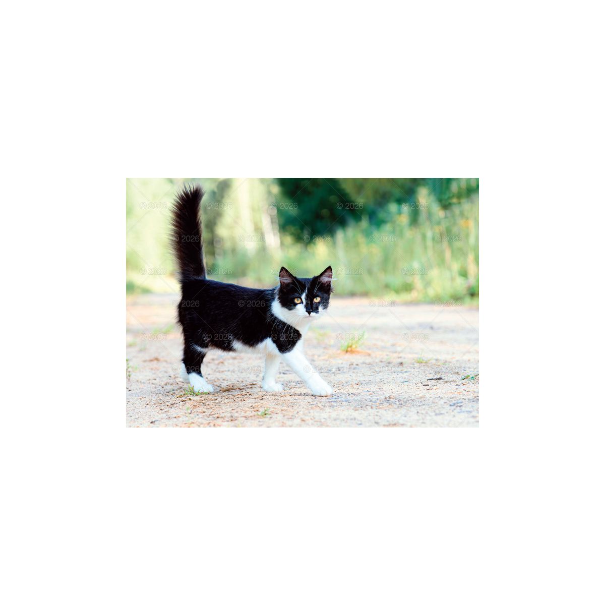 Kalendarz ścienny koty i kotki rodzinny 280mm x 200mm Lucrum (WL09)