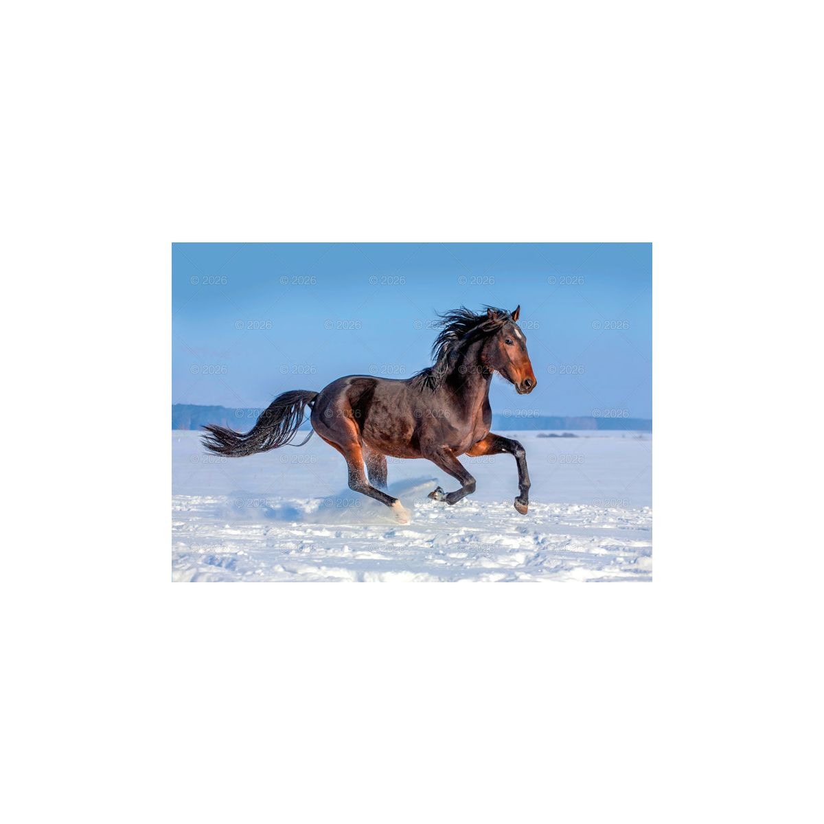 Kalendarz ścienny (401000) k:2915-377 konie w plenerze rodzinny 280mm x 200mm Lucrum (WL10)
