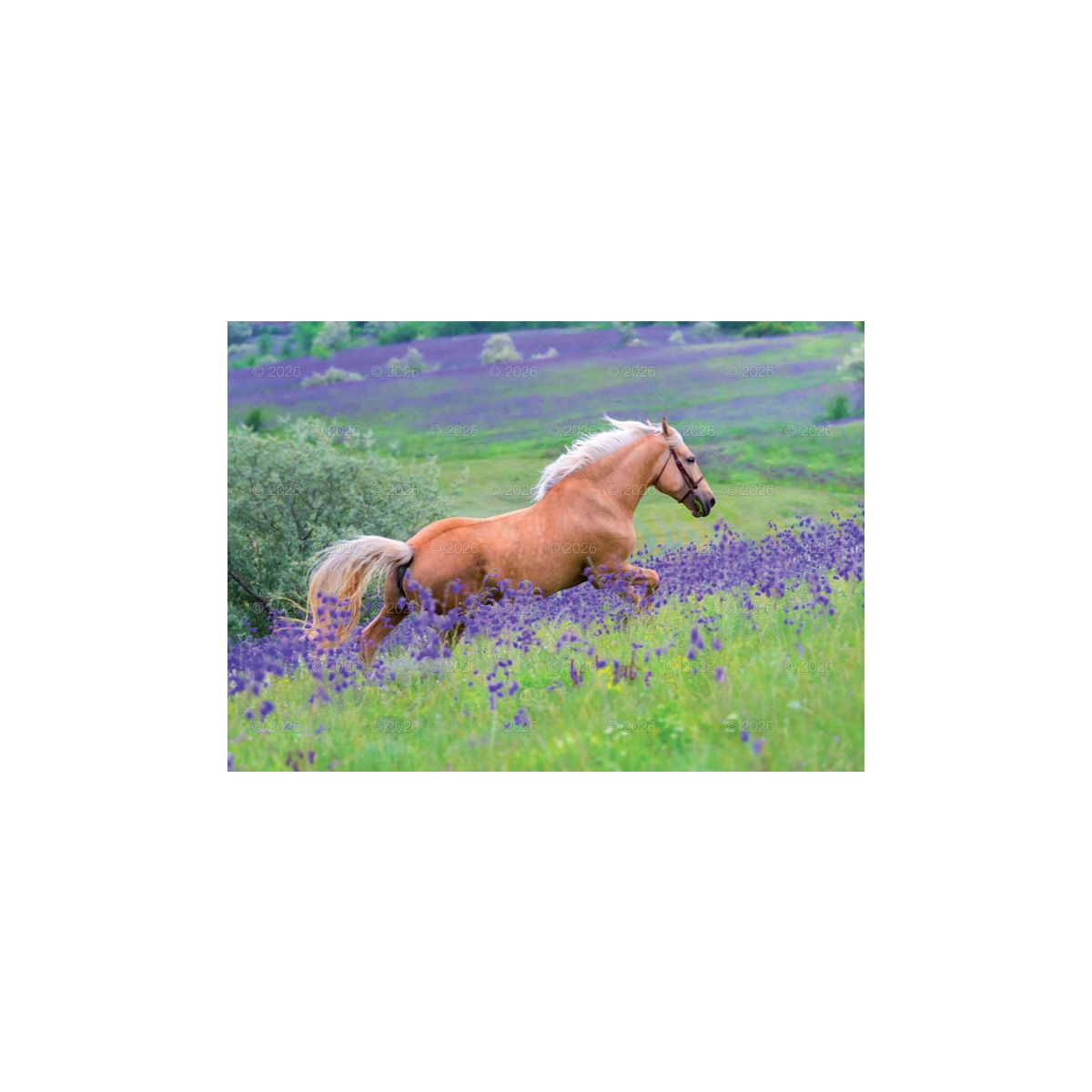 Kalendarz ścienny (401000) k:2915-377 konie w plenerze rodzinny 280mm x 200mm Lucrum (WL10)