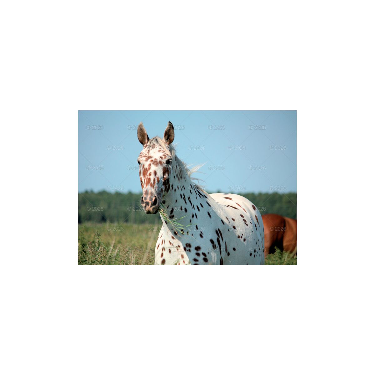 Kalendarz ścienny (401000) k:2915-377 konie w plenerze rodzinny 280mm x 200mm Lucrum (WL10)