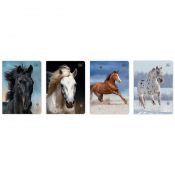 Zeszyt Interdruk WILD HORSES A5 16k. 70g linia kolor