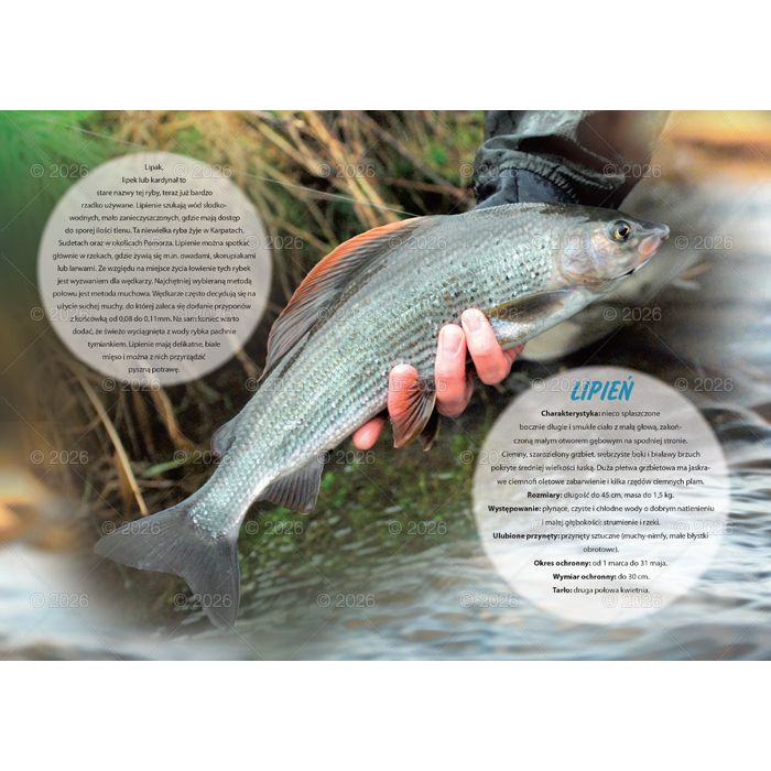 Kalendarz ścienny (401000) k:2915-377 wędkarski rodzinny 280mm x 200mm Lucrum (WL14)