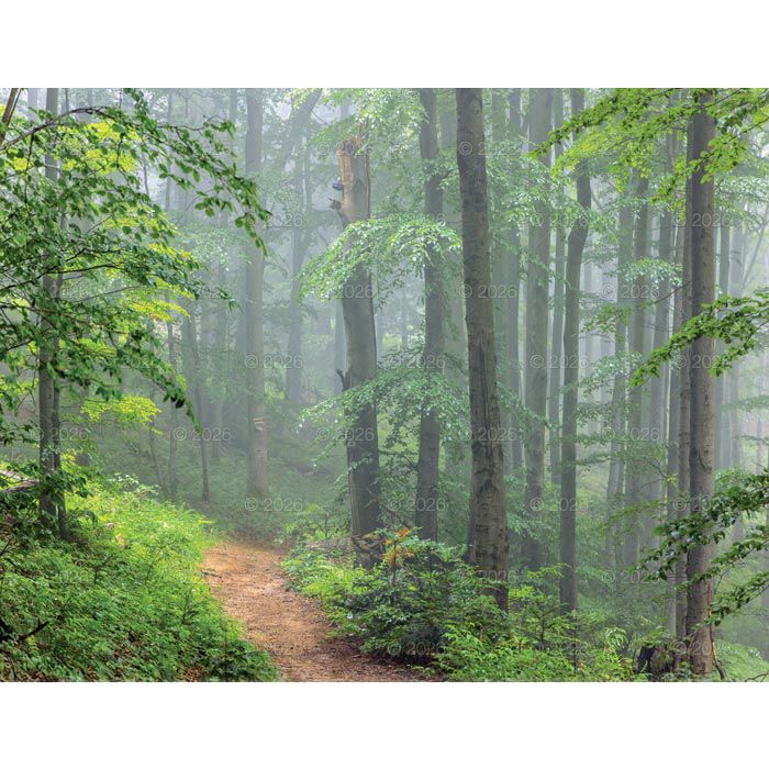 Kalendarz ścienny (401000) k:2915-377 13-planszowe 320mm x 470mm Lucrum (RW04)