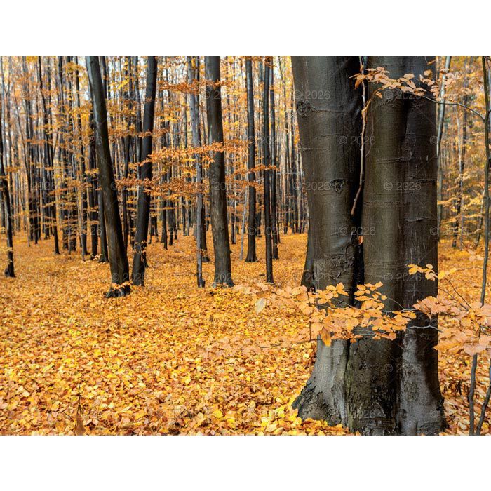 Kalendarz ścienny (401000) k:2915-377 13-planszowe 320mm x 470mm Lucrum (RW04)
