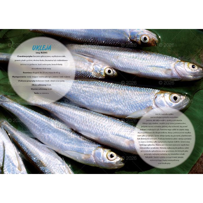 Kalendarz ścienny (401000) k:2915-377 wędkarski rodzinny 280mm x 200mm Lucrum (WL14)