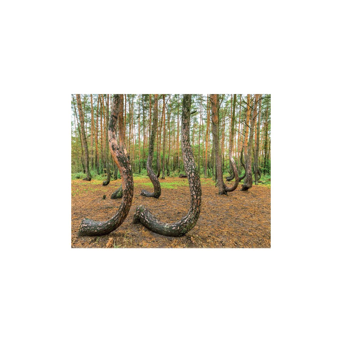 Kalendarz ścienny 13-planszowe 320mm x 470mm Lucrum (RW04)