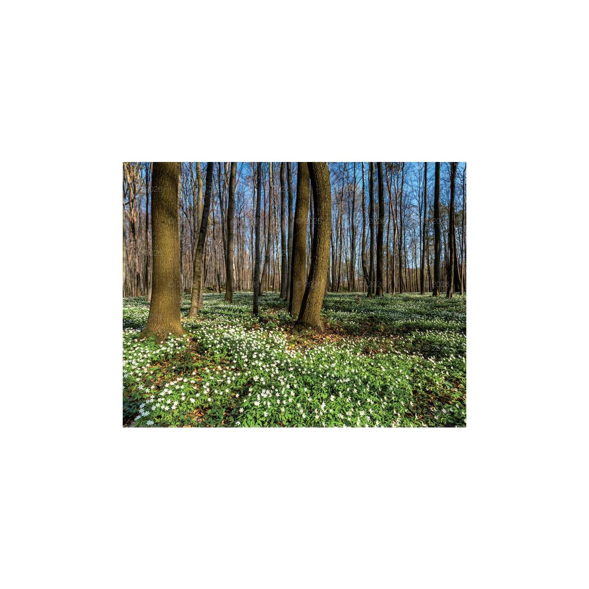Kalendarz ścienny 13-planszowe 320mm x 470mm Lucrum (RW04)