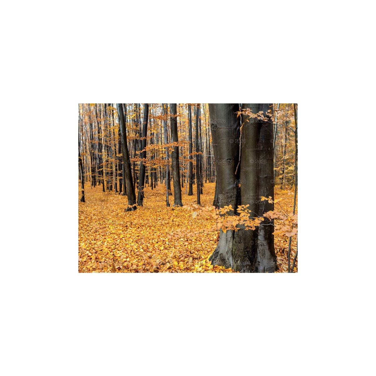 Kalendarz ścienny 13-planszowe 320mm x 470mm Lucrum (RW04)