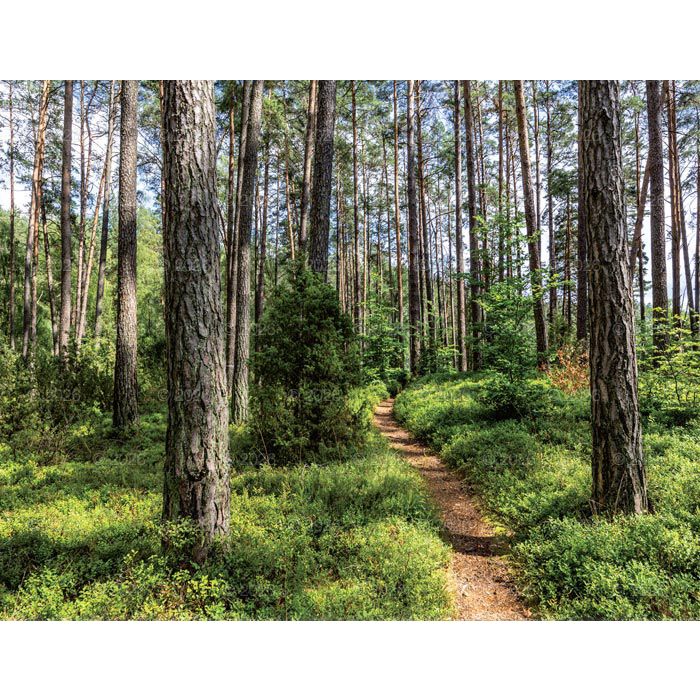 Kalendarz ścienny 13-planszowe 320mm x 470mm Lucrum (RW04)
